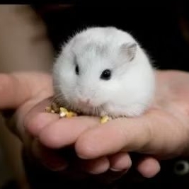 HAMSTER WINTER WHITE