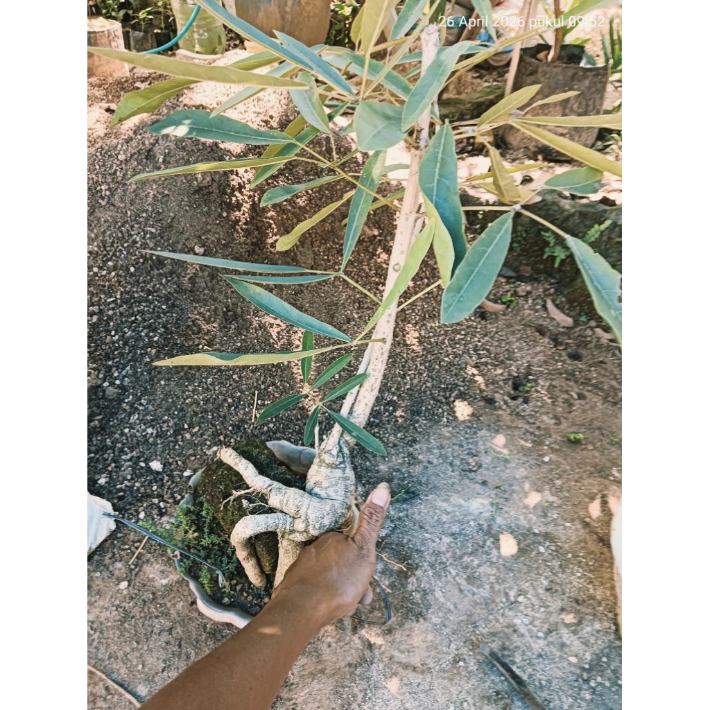 BONSAI TABEBUYA PUTIH, GAMBAR VIDEO REAL BATANG BESAR