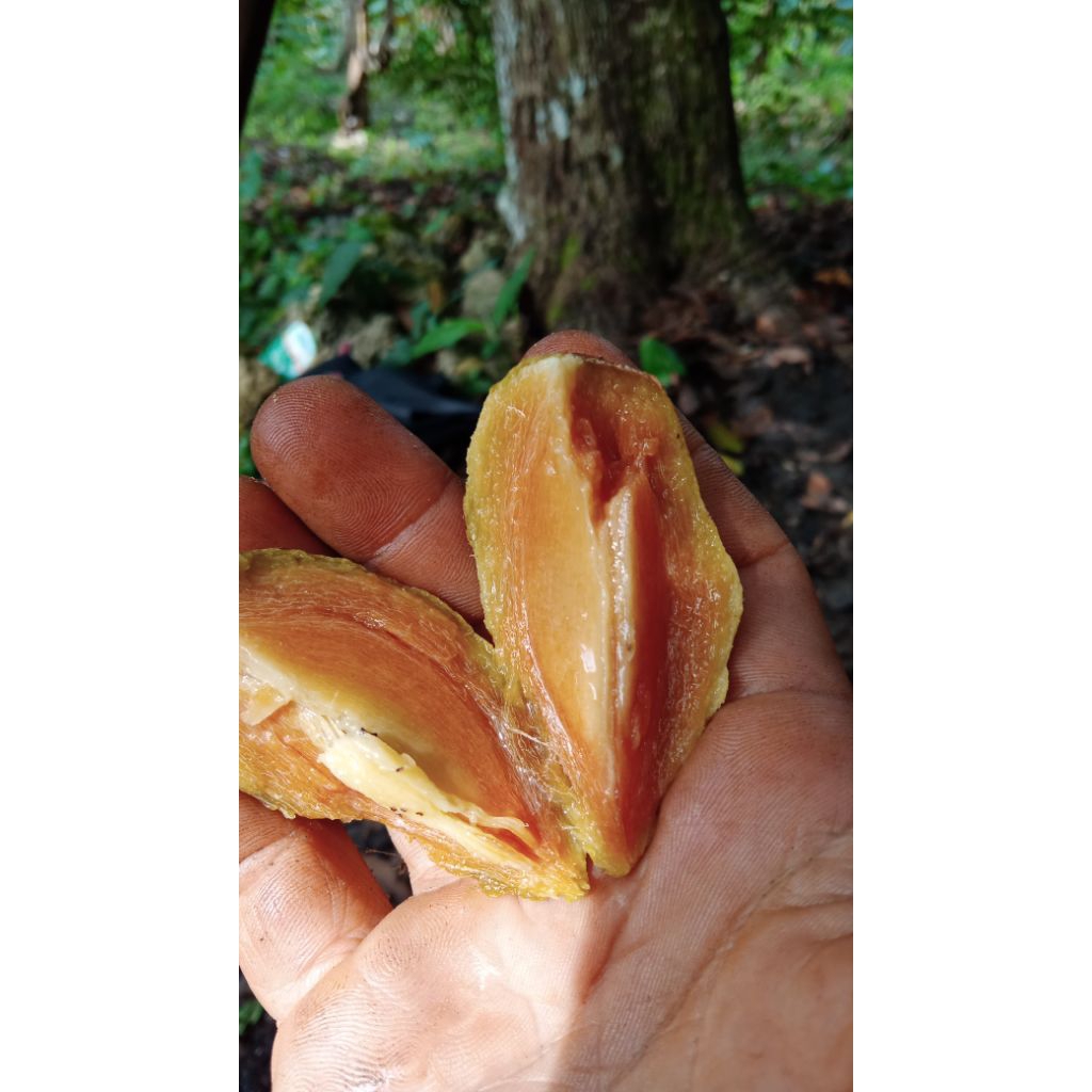 Sawo Madu