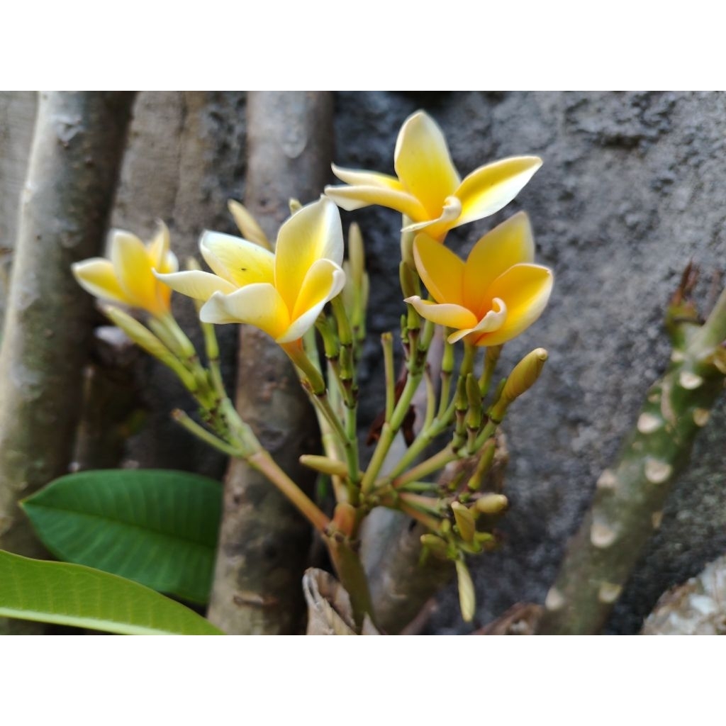 kamboja bali bunga 2 warna  kuning putih +_1 meter