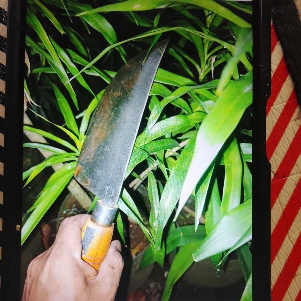 pisau cacah daging dan tulang ayam