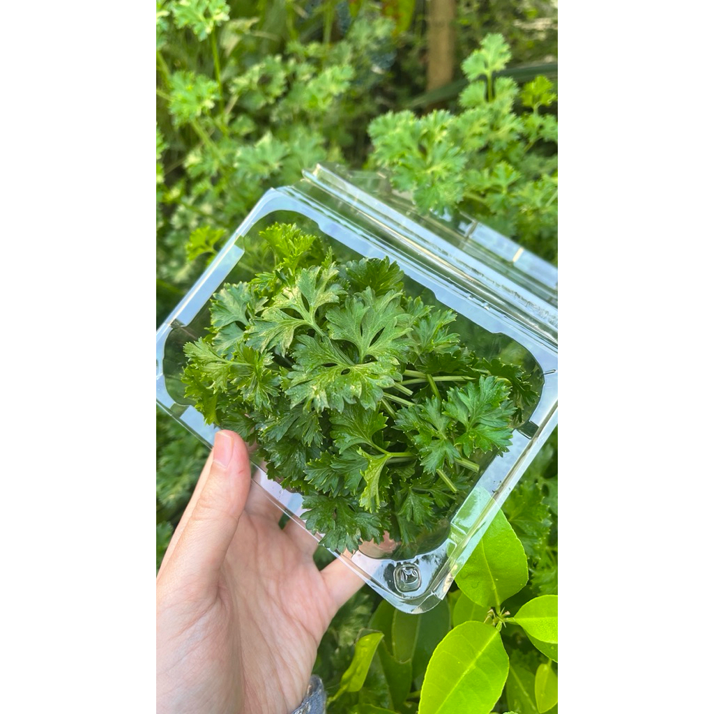 Parsley Organik segar fresh pick