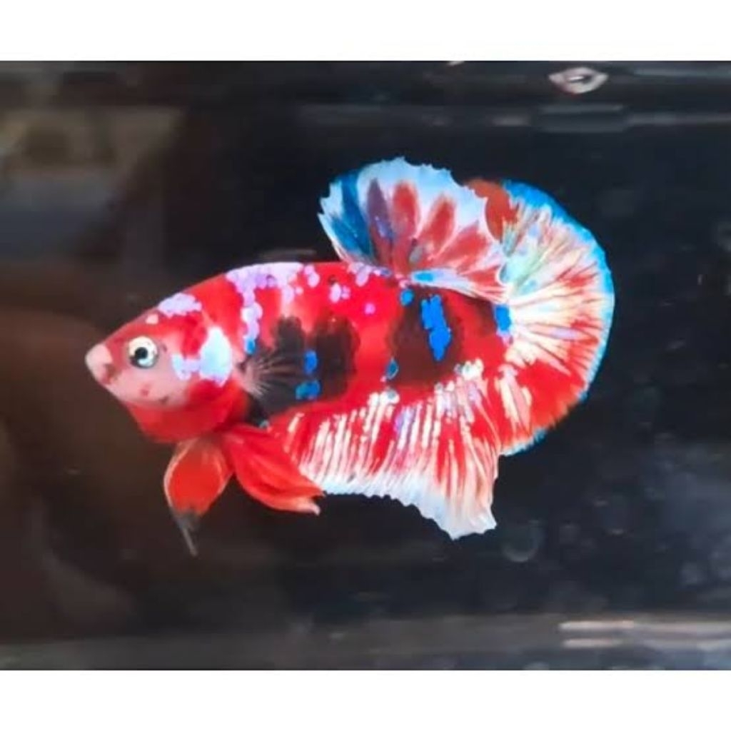 hiasan aquarium sepasang cupang barongsai