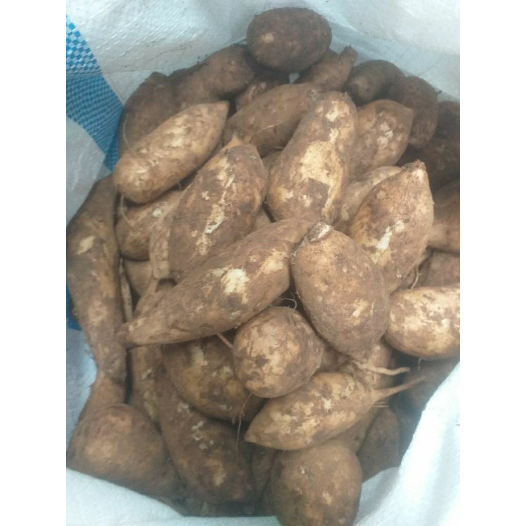 Ubi Yacon Asli wonosobo/Ubi yacon sehat/umbi yacon grade C