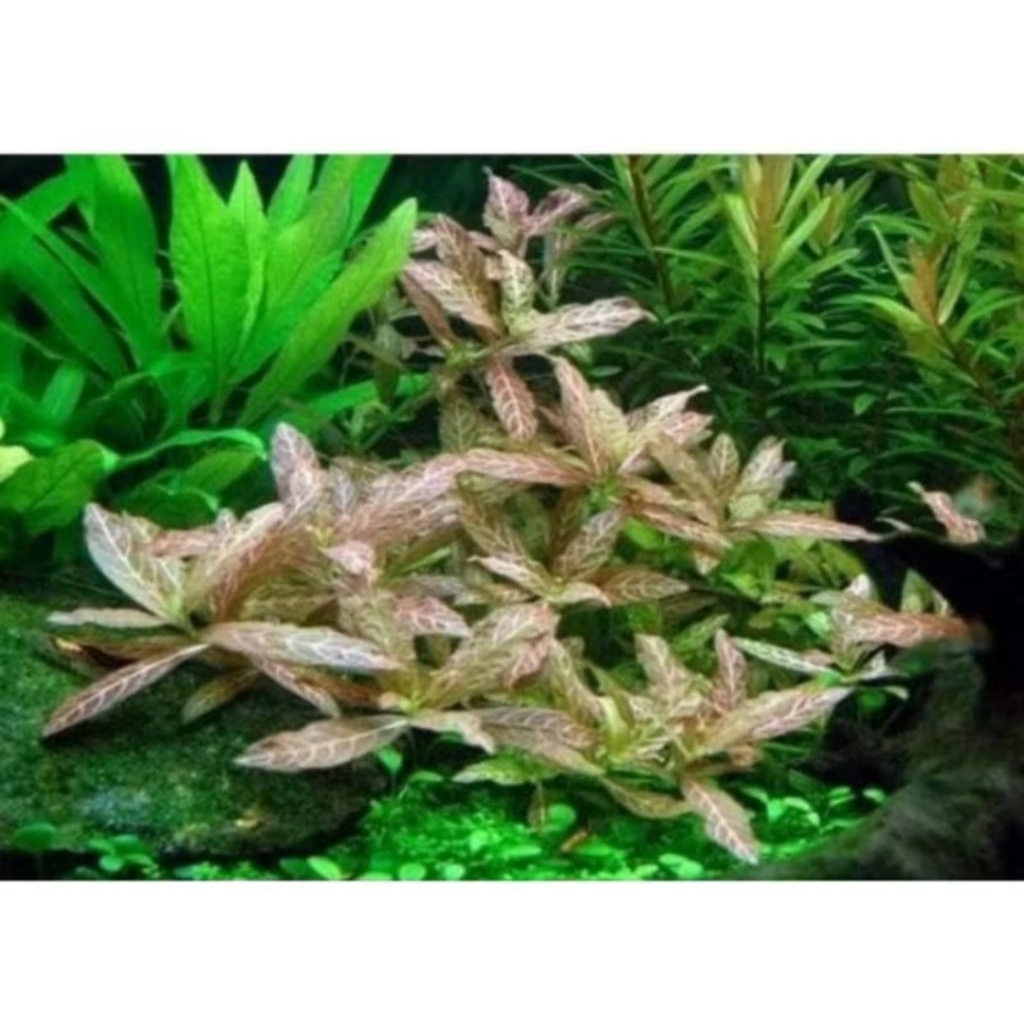 hygropilla Sunset Tanaman Aquascape