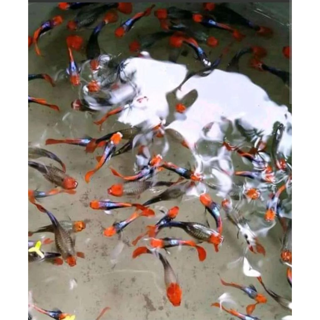 ikan Guppy PRTDE koi sepasang- hiasan aquarium