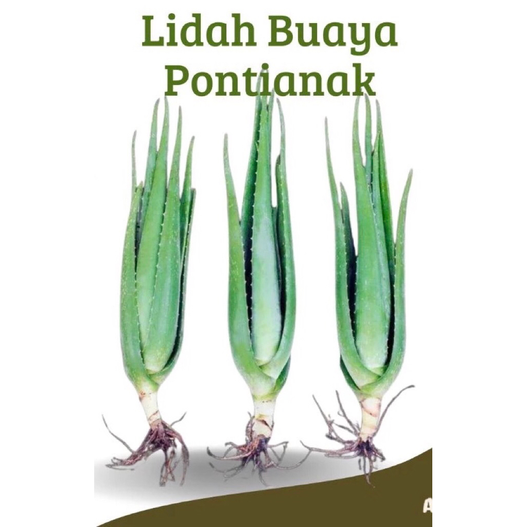 bibit lidah buaya jumbo unggulan /sinensis / lidah buaya pontianak