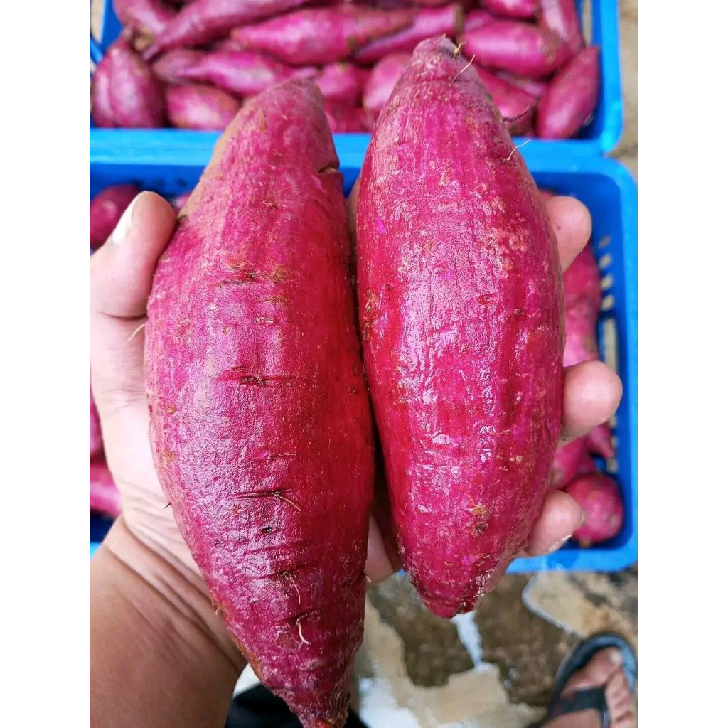 UBI UNGU berkualitas/ubi jepangMURASAKI FRESH per 1kg