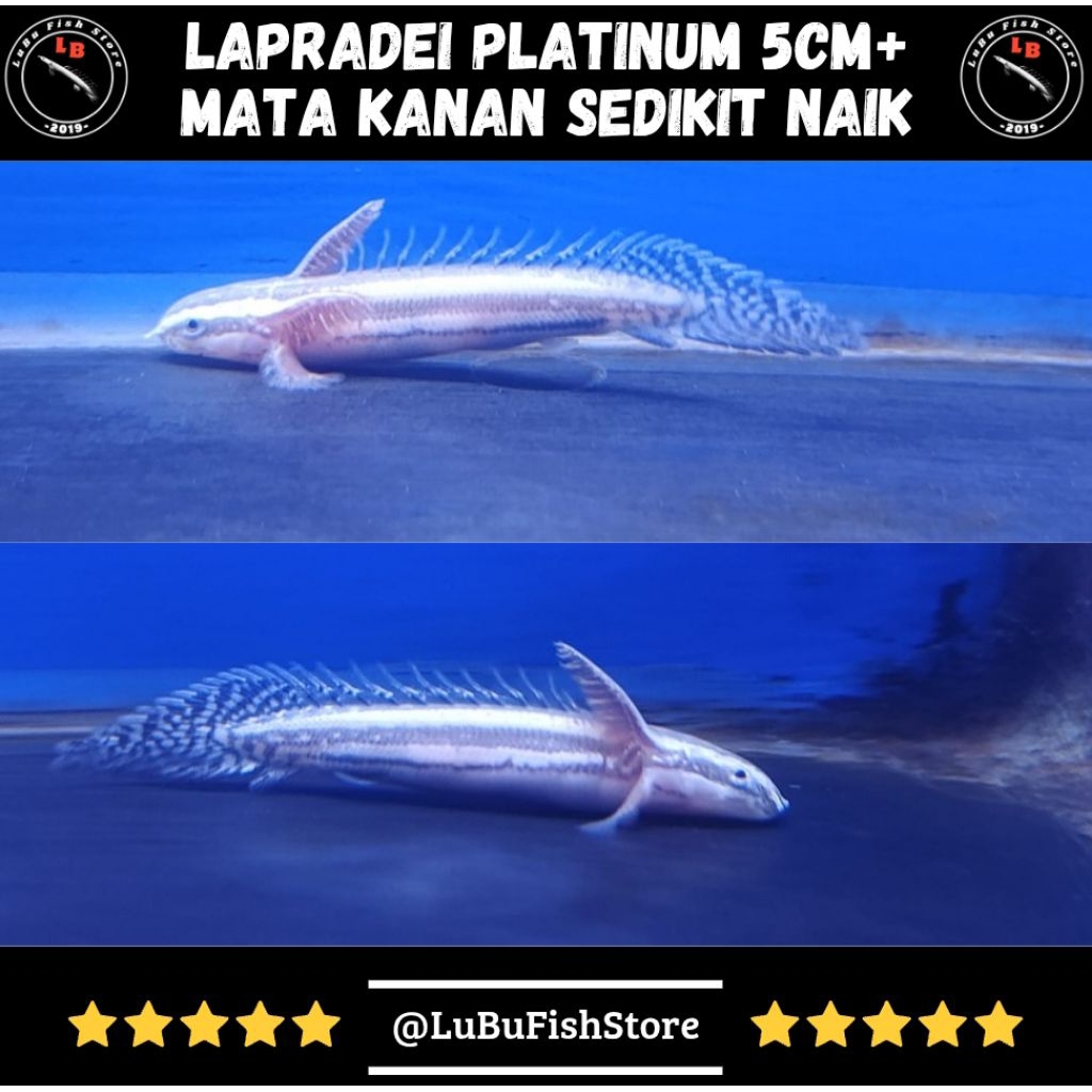 Aksesoris Aquarium Palmas Lapradei Platinum Lapra Platinum
