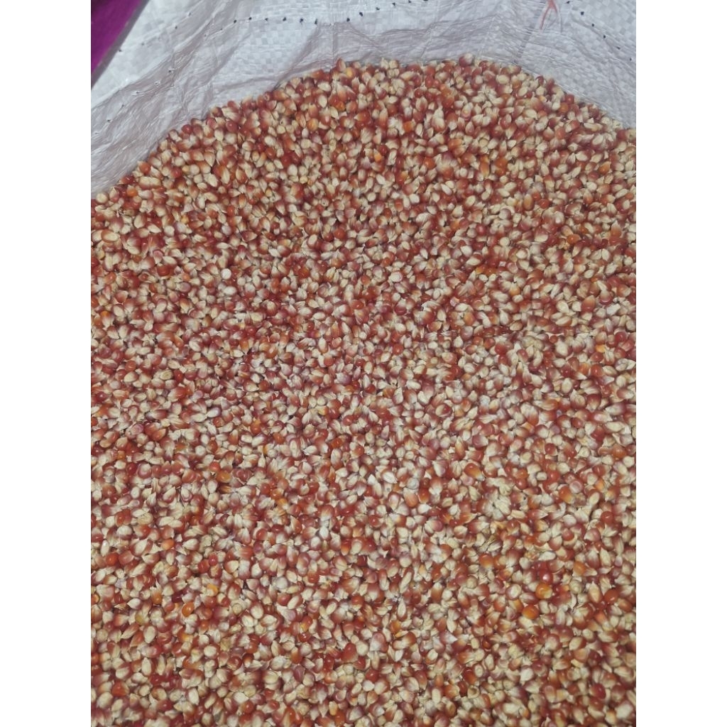 Jagung kristal merah cililin pakan merpati 25kg