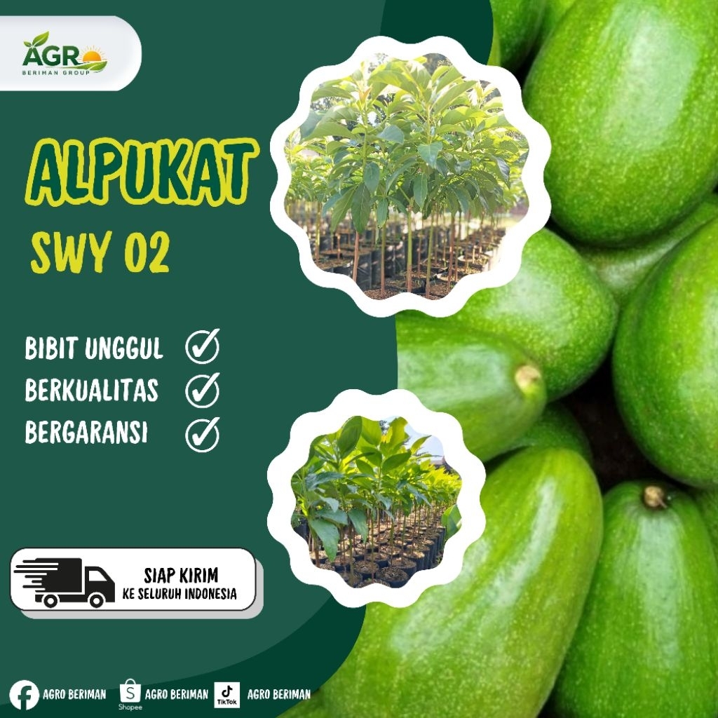 Bibit Alpukat SWY 02