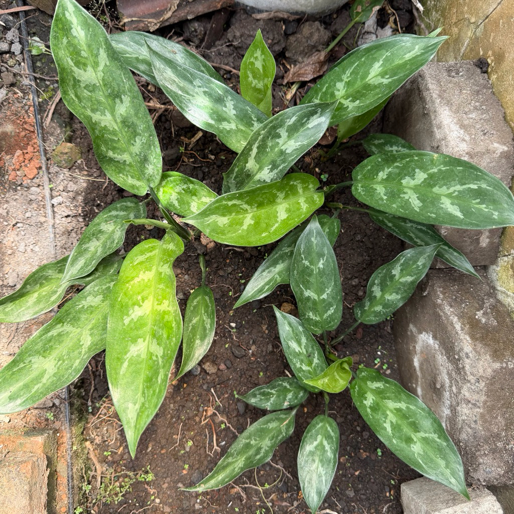 Aglaonema / Daun Sri Rejeki