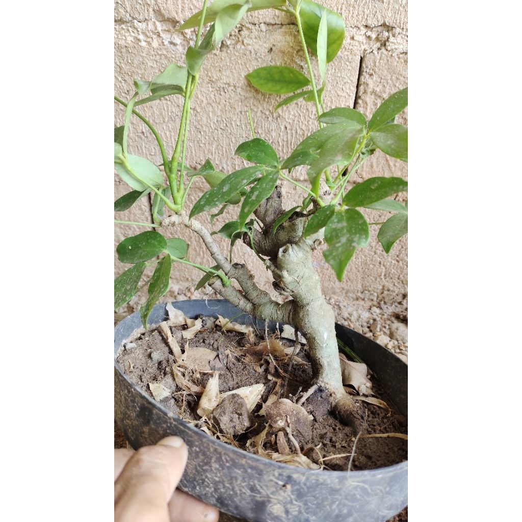 bahan bonsai Tlogosari realpic sesuai gambar