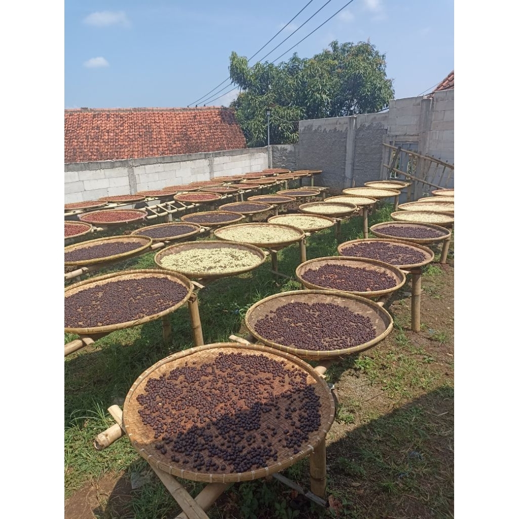 Gabah Kopi Arabika Asli