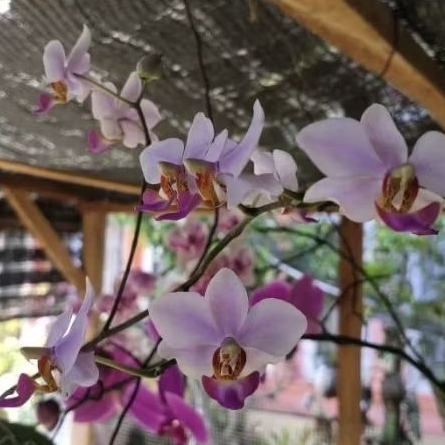 Anggrek bulan Doritis Pulcherima