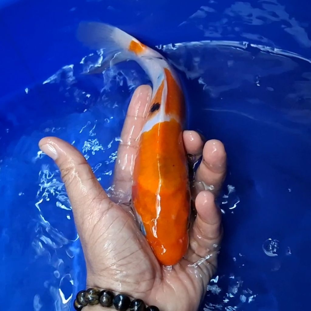 ikan Koi Blitar Jenis Sanke / Rumah Koi Jakarta / kode 0010