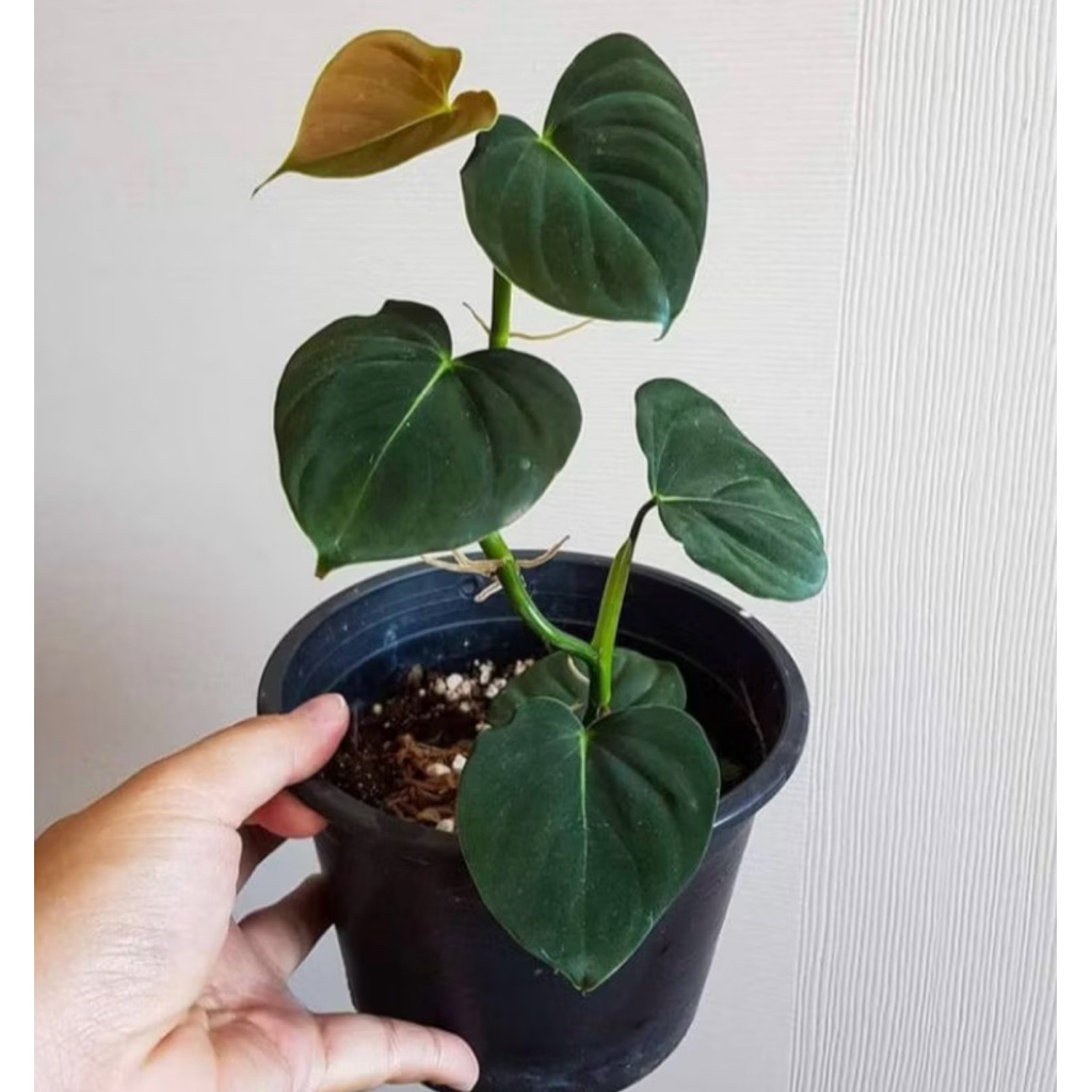 Tanaman Hias Philodendron Lupinum / Philo Lupinum