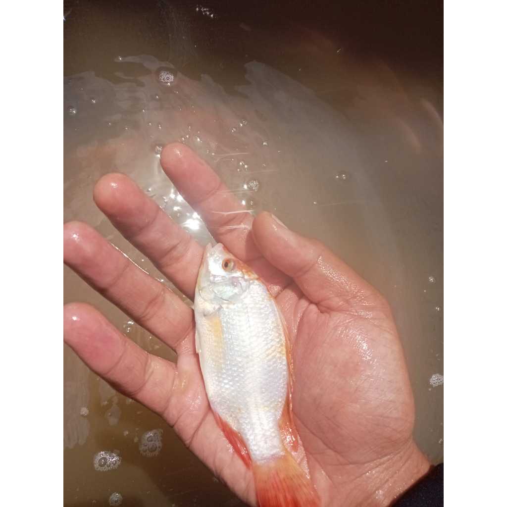 Ikan Nila Merah Bangkok Uk 2 Jari Bibit Unggulan paket 50 ekoran