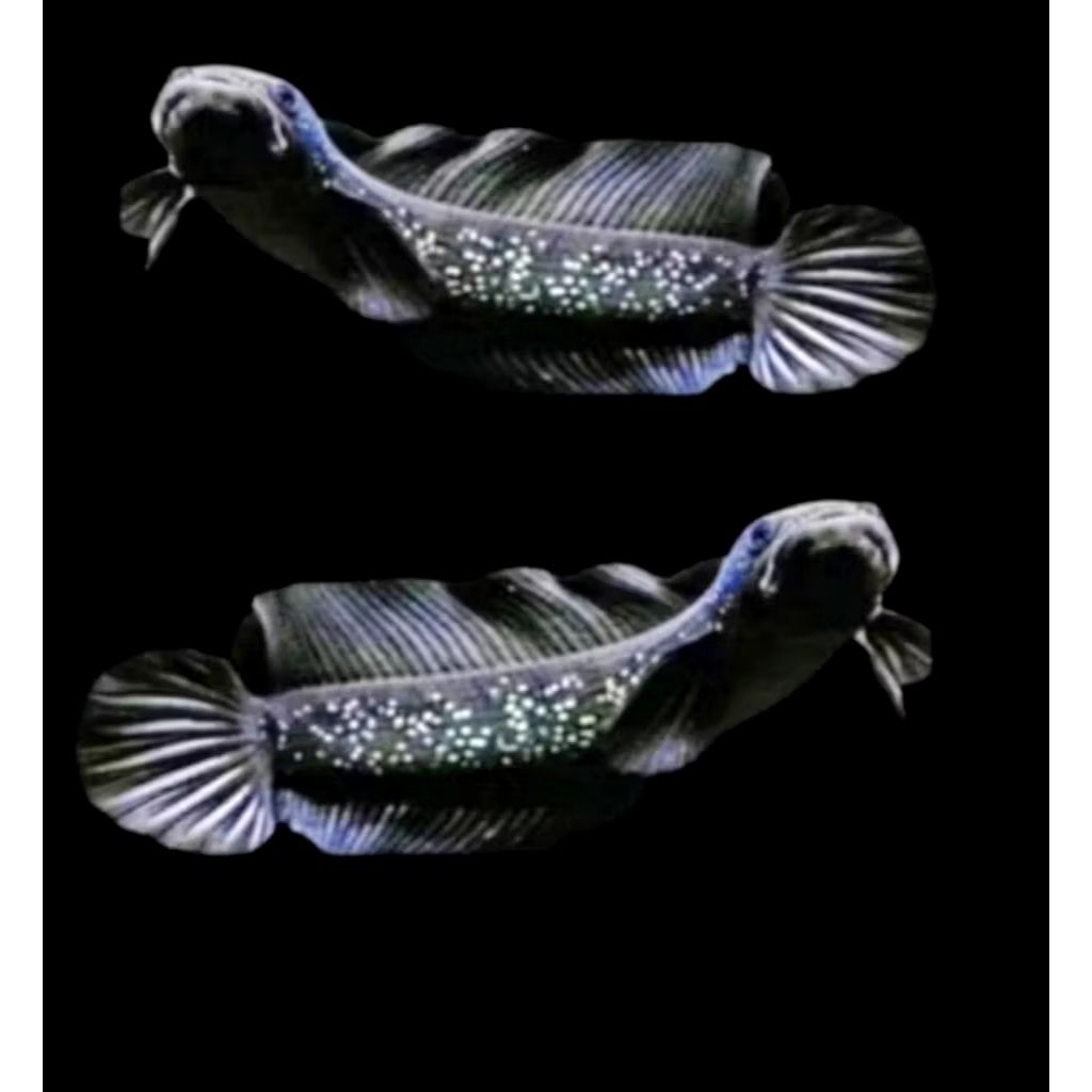 Chanan Asiatica Ws Pure 8-10 Cm Full Mutiara