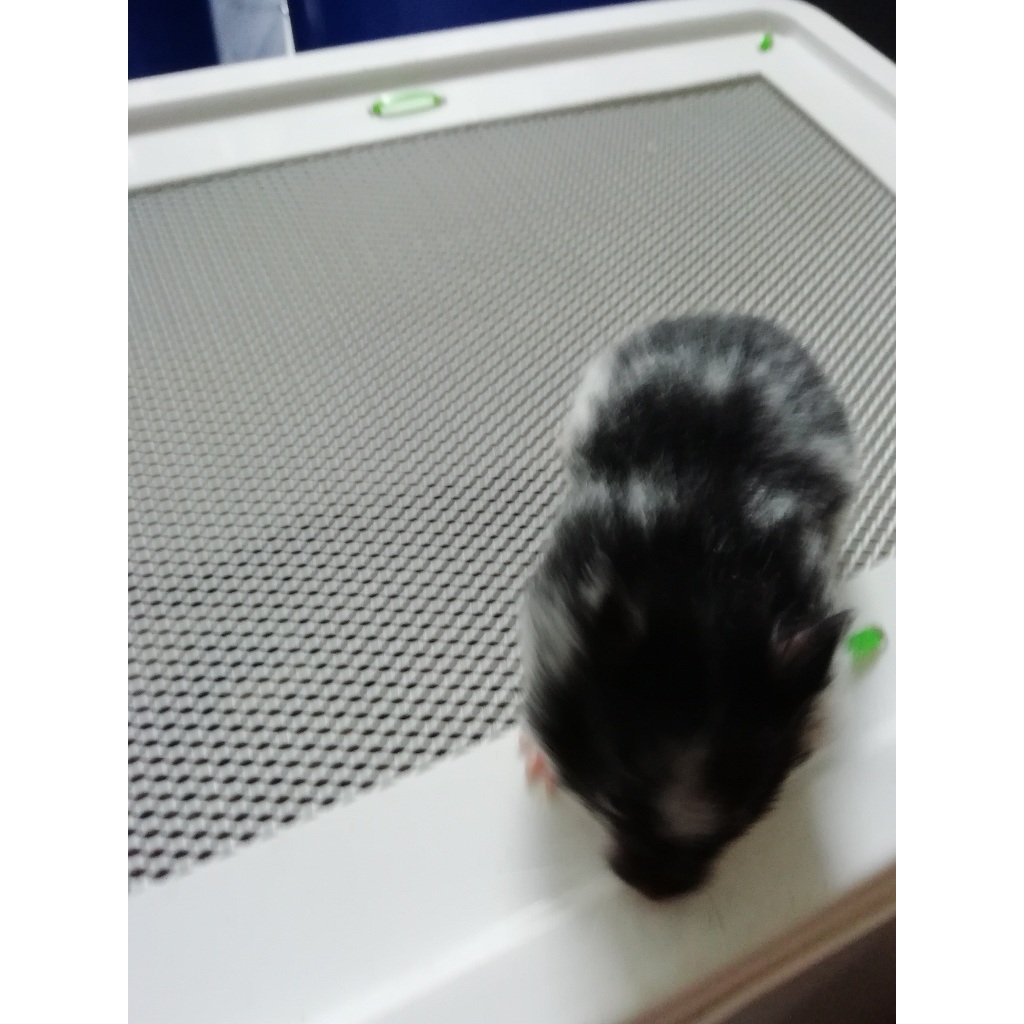 HAMSTER SYRIAN DOMSPOT 1 SHORT HAIR