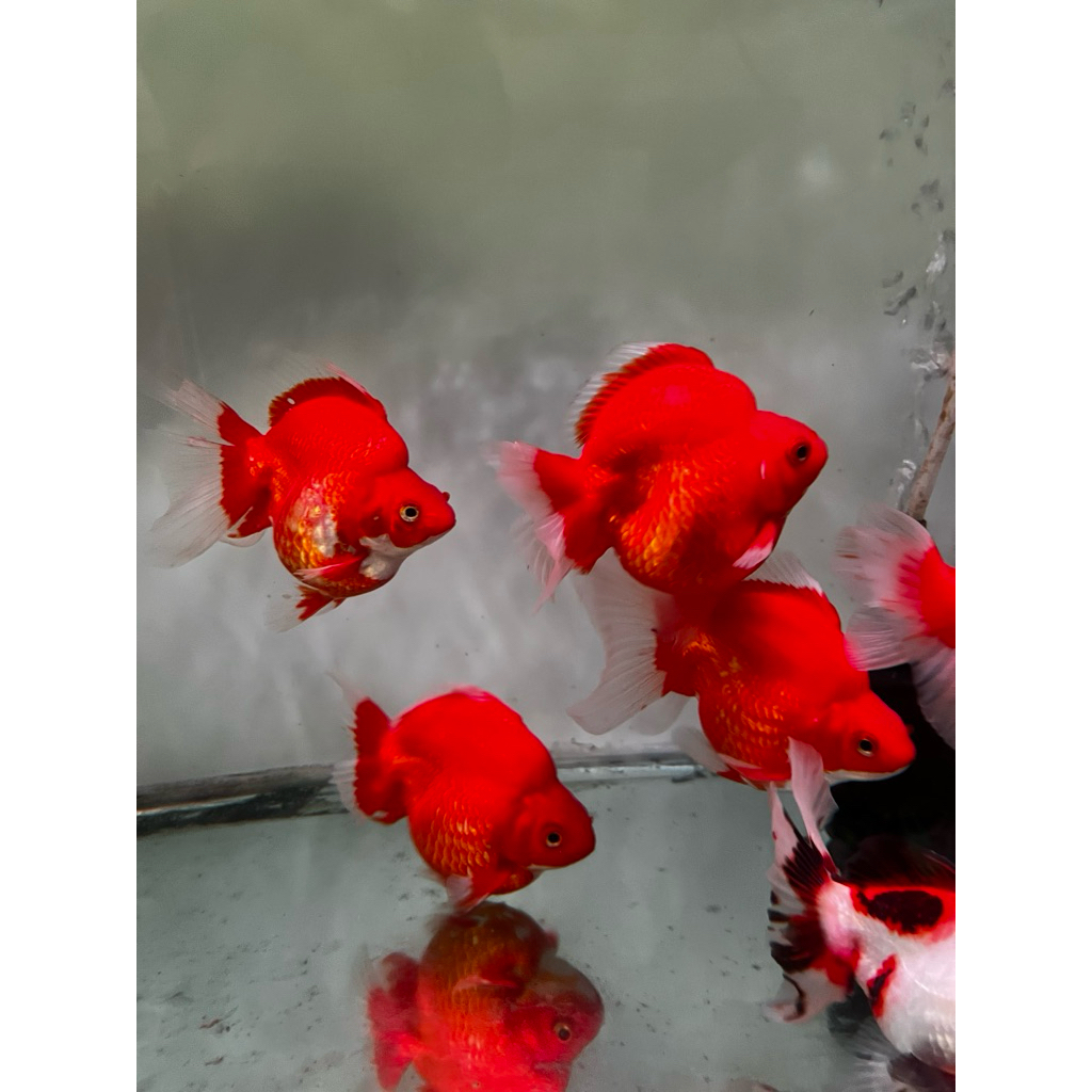 Ikan Koki Ryukin size 10-11cm
