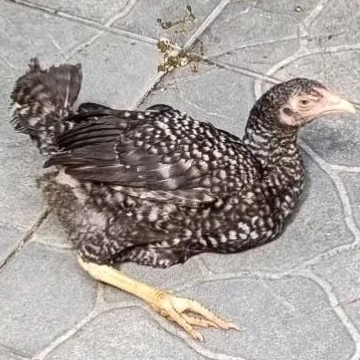Ayam Bangkok Petarung Betina Muda Super Sehat Umur 4 Bulan