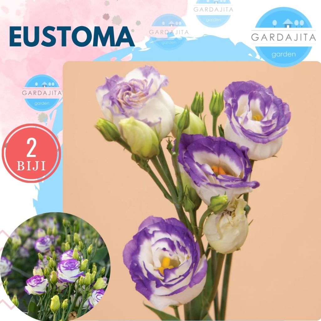 Benih EUSTOMA [isi-2] Biji Bunga Lisianthus