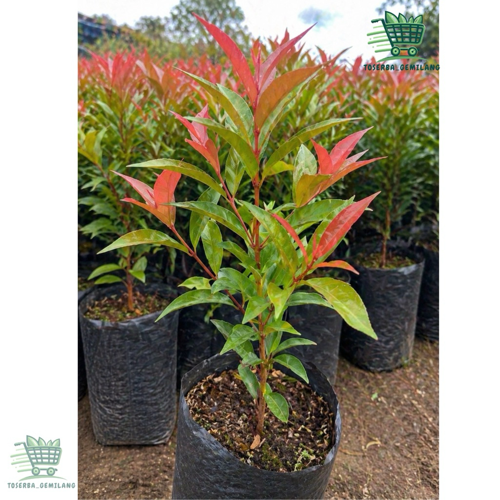 POHON PUCUK MERAH/ BIBIT POHON PUCUK MERAH/ TANAMAN HIAS PUCUK MERAH