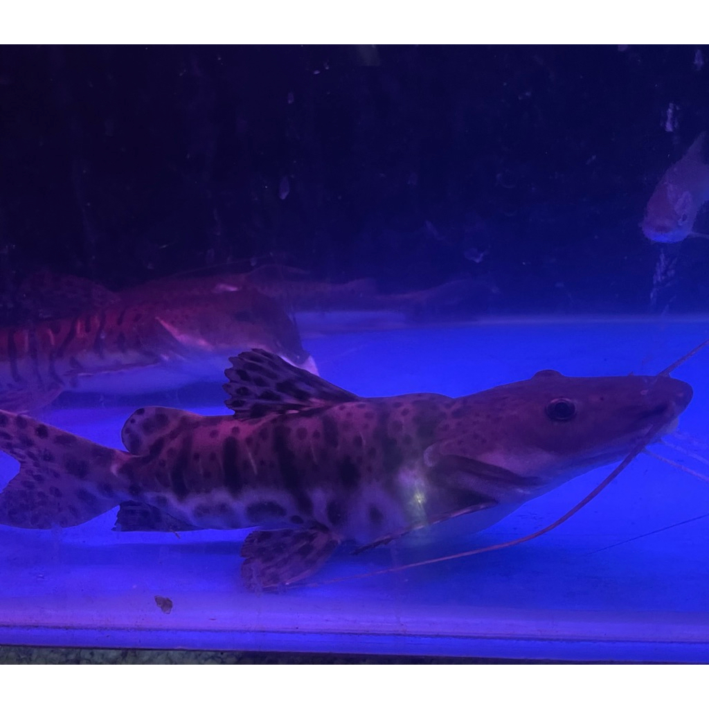 hiasan Aquarium Ikan Butterfly Catfish SB