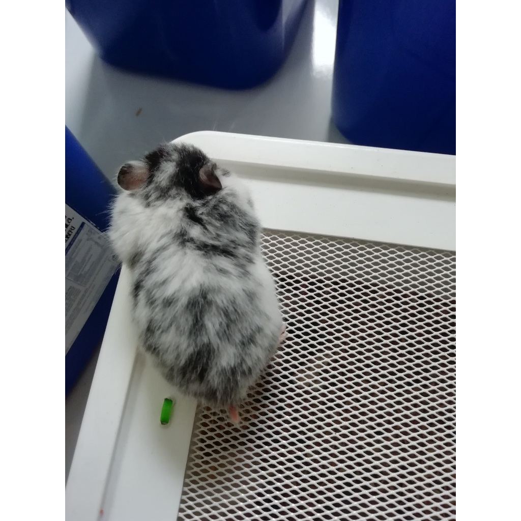 HAMSTER SYRIAN DOMSPOT 2 SHORT HAIR