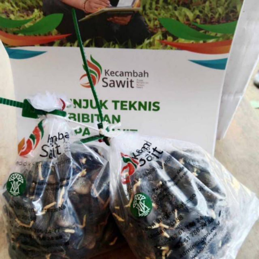 kecambah sawit marihat asli dr Medan isi 250biji