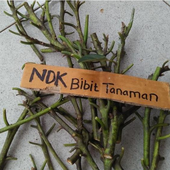 Entres / Batang Segar Alpukat Hass