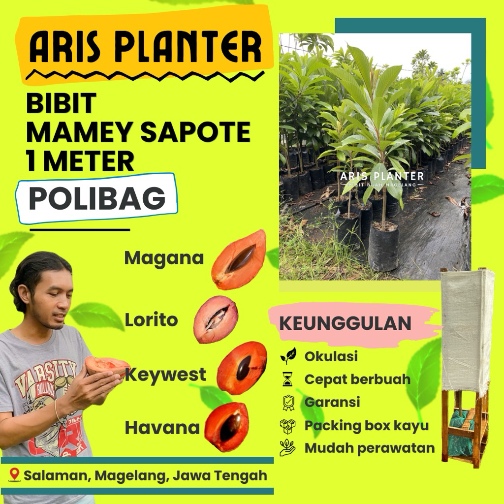 bibit MAMEY SAPOTE 1m | okulasi | cepat berbuah
