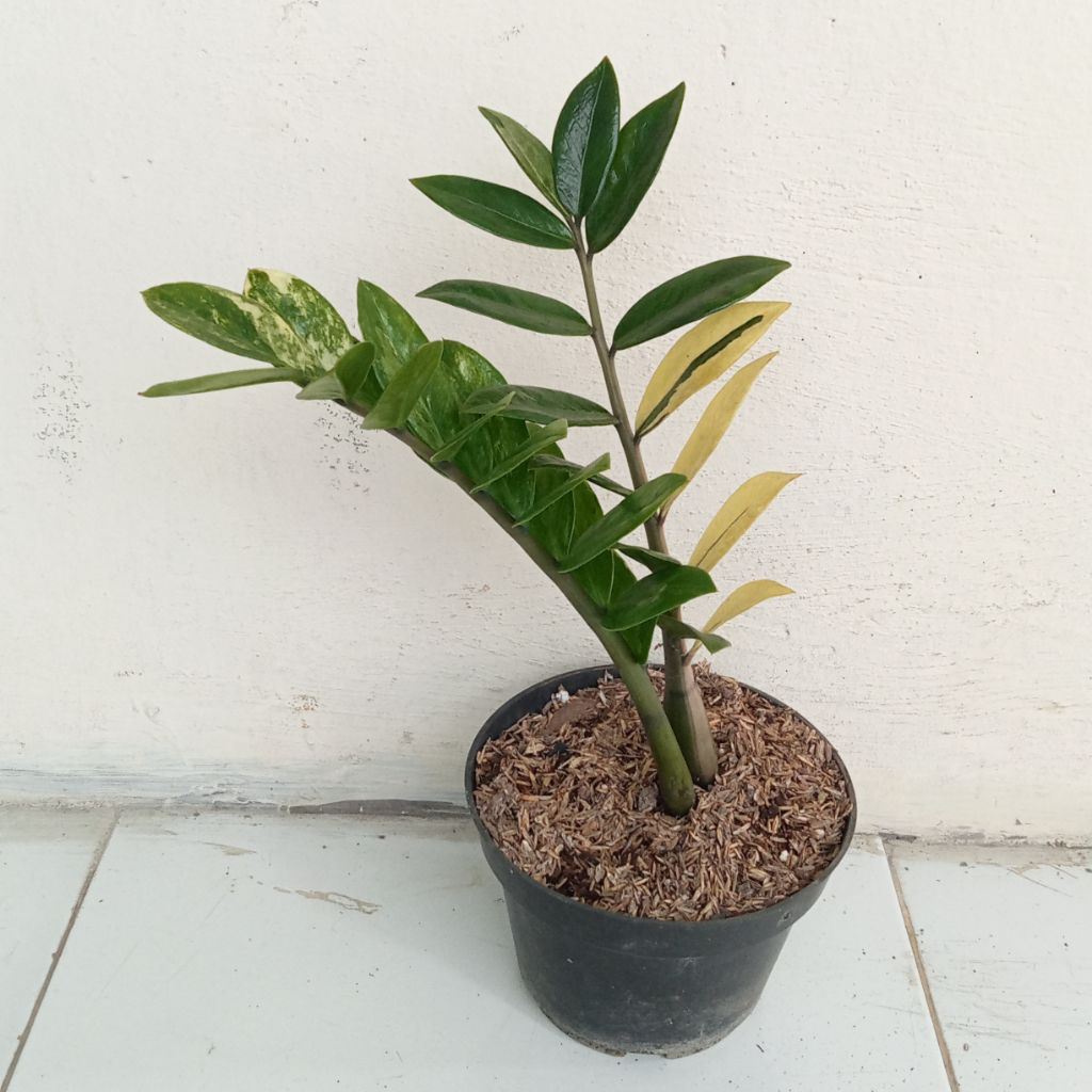 tanaman hias zamia dolar varigata
