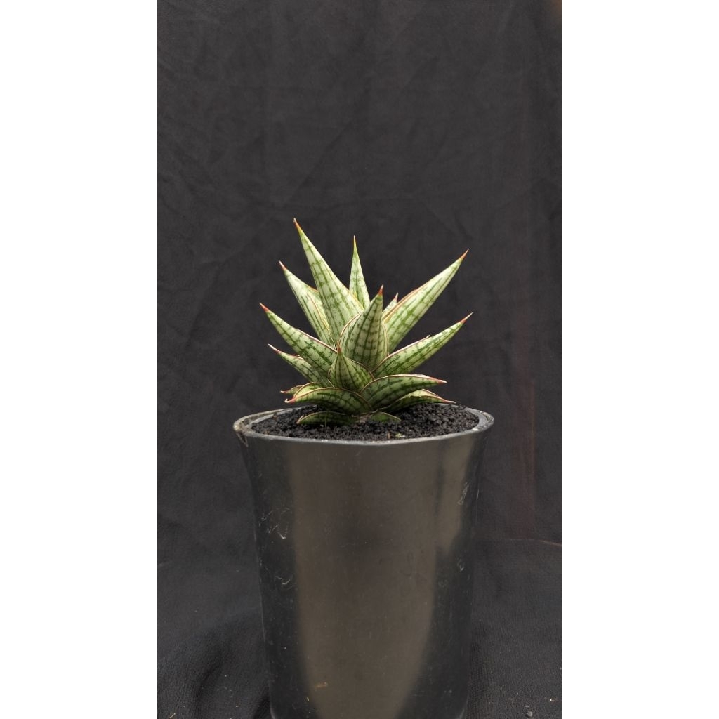 sansivera hybrid lawang