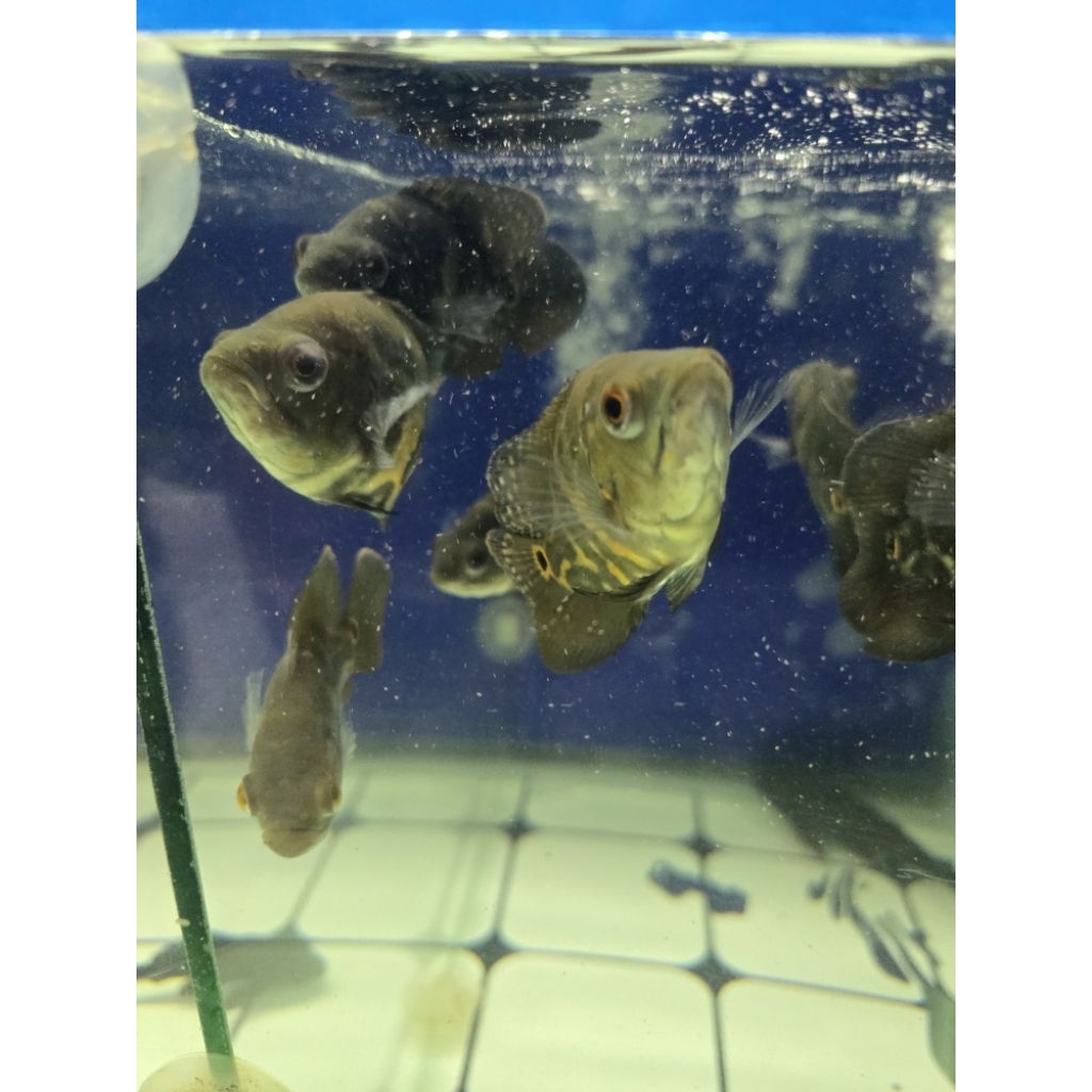 Hiasan Oscar Batik / Oscar Tiger / Oscar Hitam  8-11cm garansi kirim instant