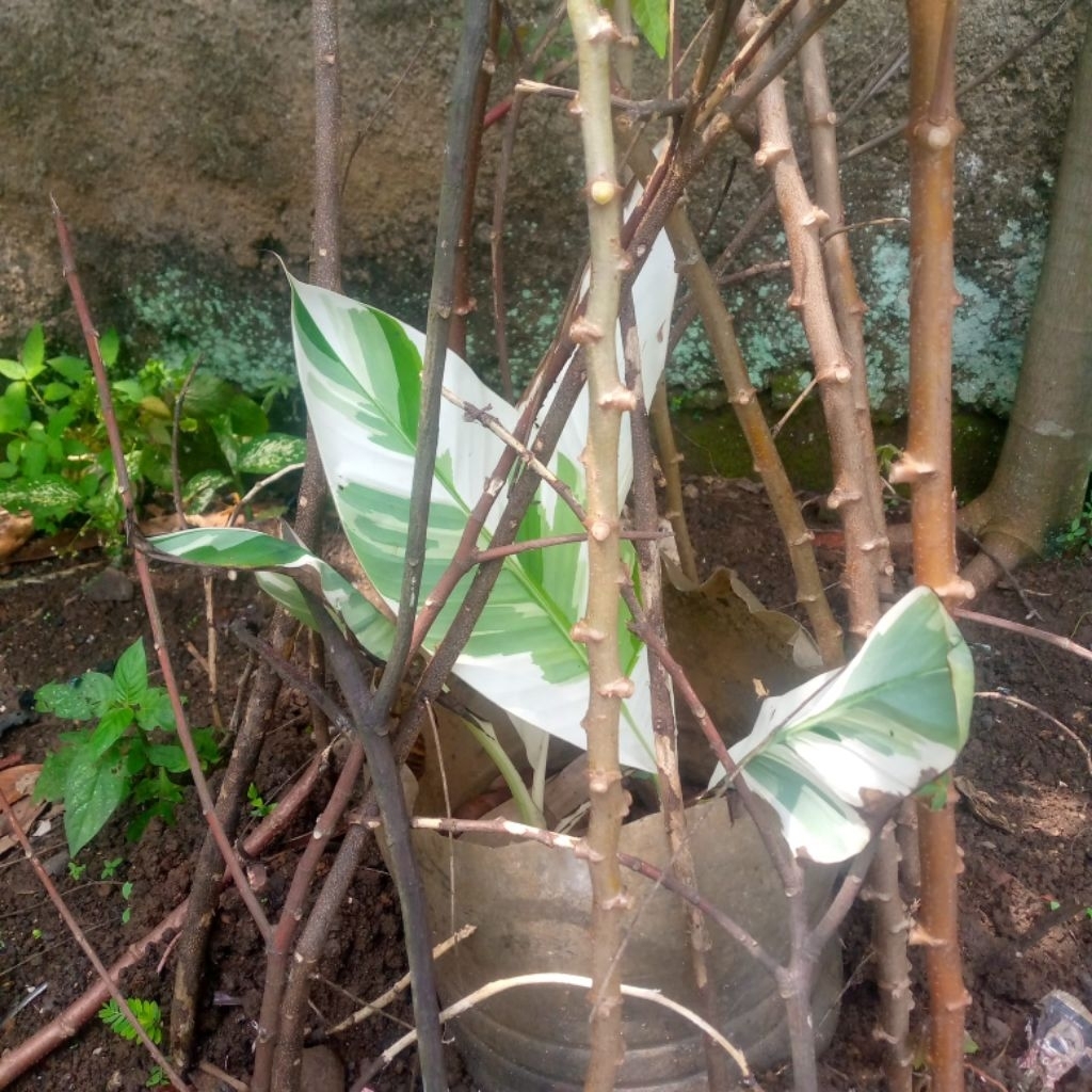 Pisang varigata bibit bongol