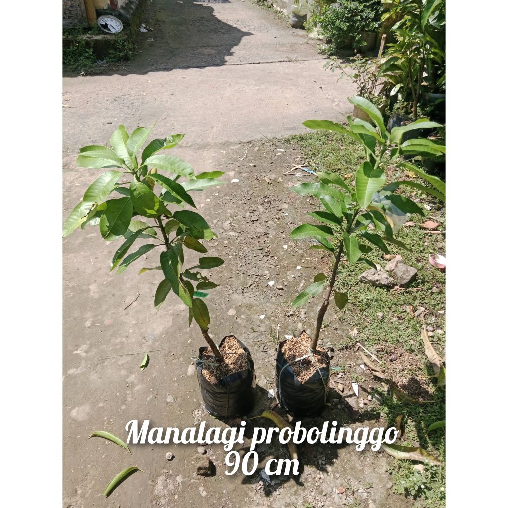 bibit mangga manalagi probolinggo