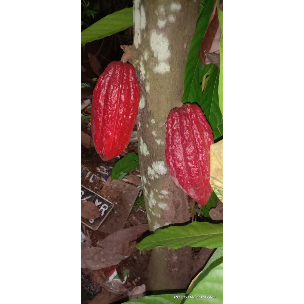 Biji kakao coklat