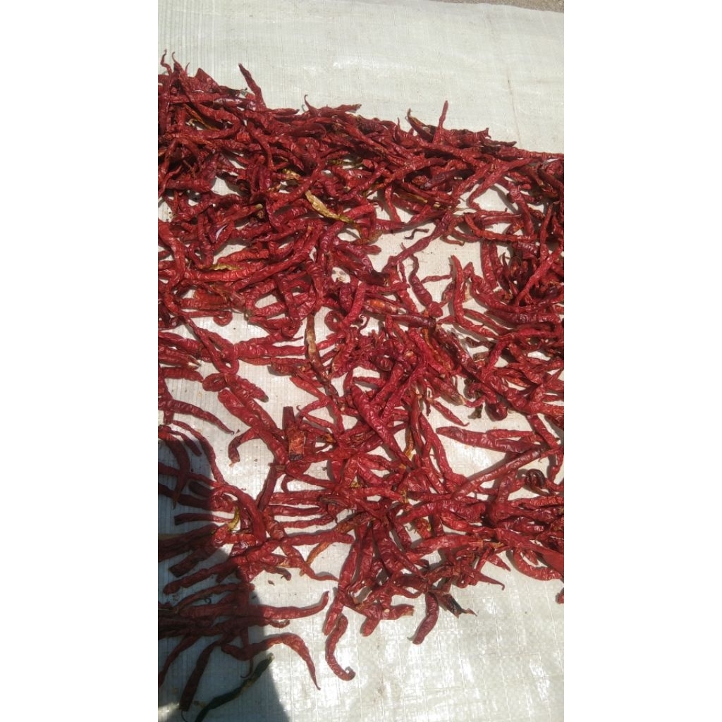 cabe merah keriting kering