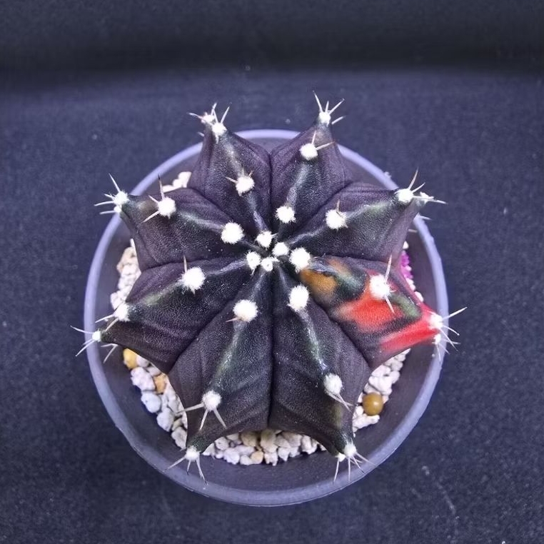 Kaktus Gymno Dark Skin Variegata (Gymnocalycium mihanovichii)
