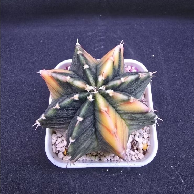 Kaktus Gymno Variegata rata single spine (Gymnocalycium mihanovichii)