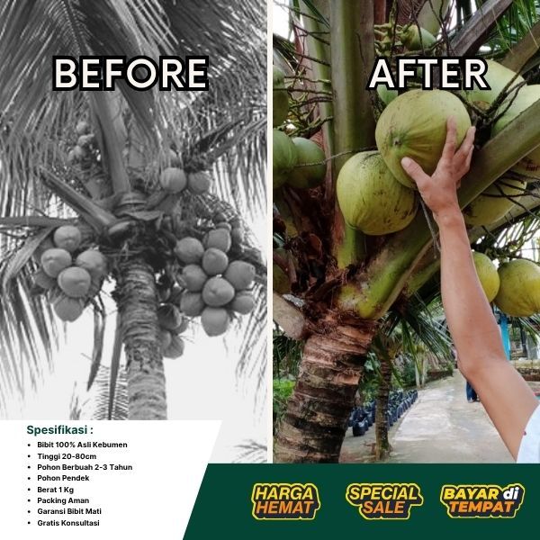 TERJAMIN  Pohon Kelapa Pendek Thailand, Pohon Kelapa Pendek Unggul