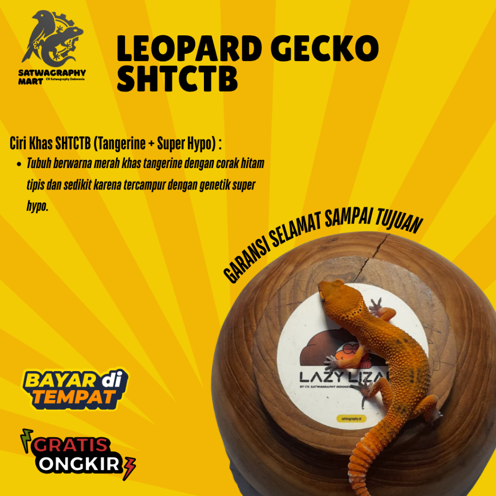 Mainan Anak GECKO Warna DARK dan SHTCTB atau Sunglow Non Albino