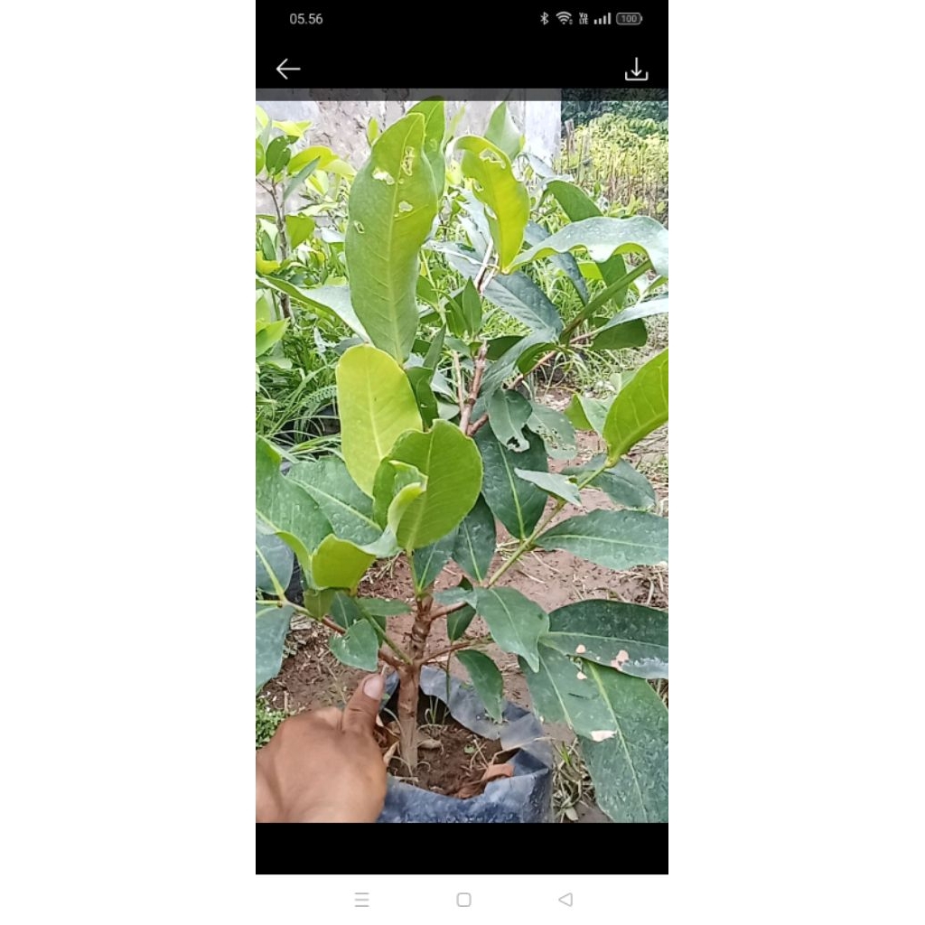Bibit jambu air 4dimensi sudah rimbun