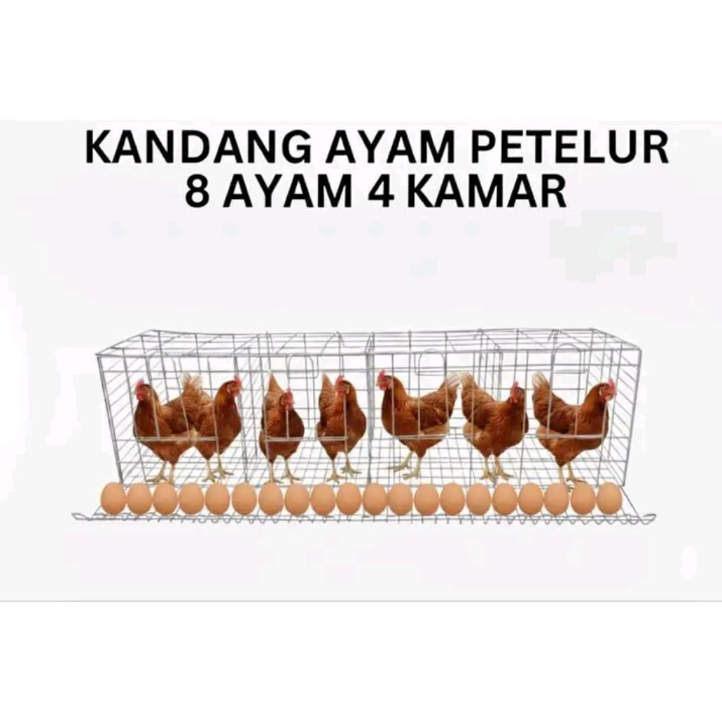 kandang ayam petelur galvanis 4 pintu 8 ekor