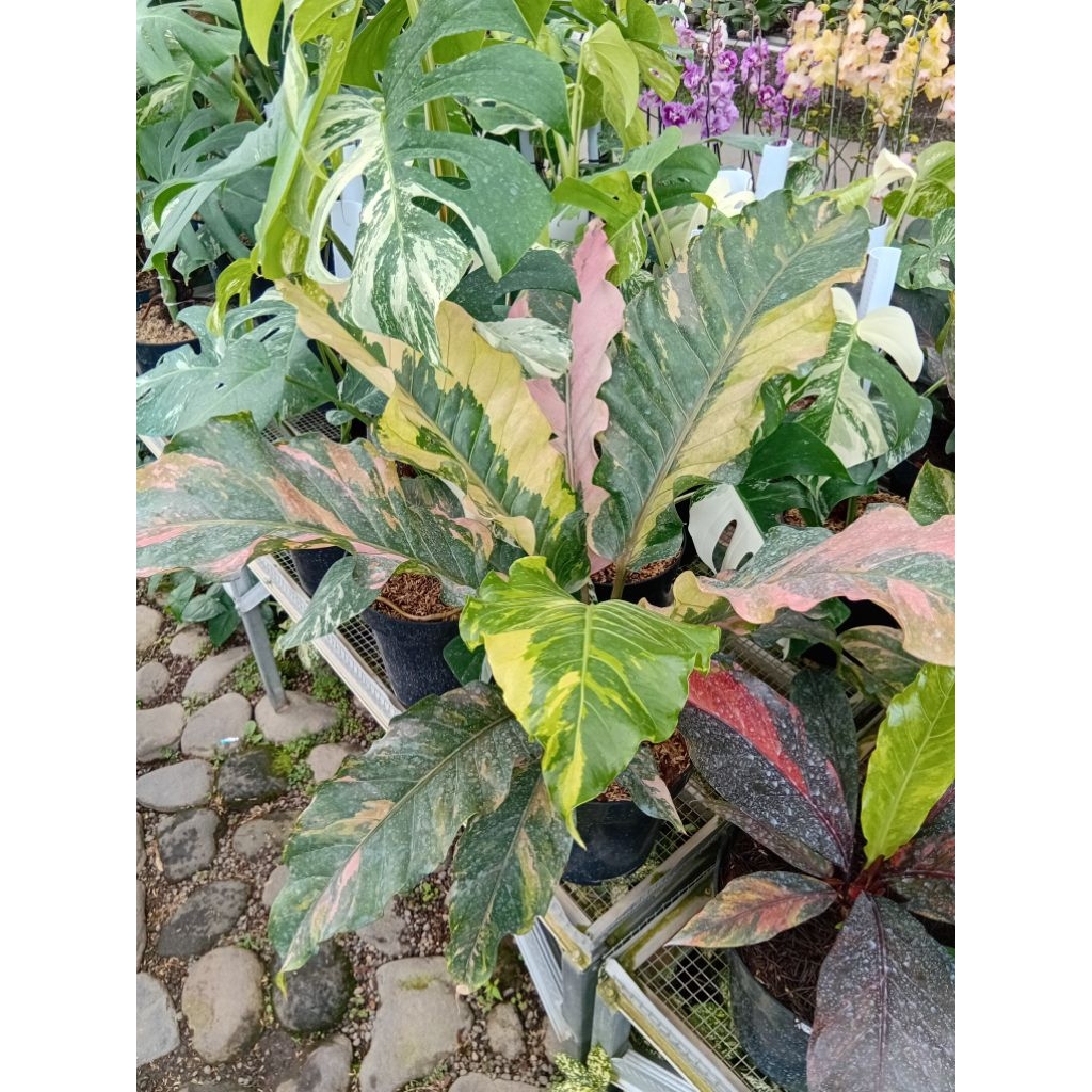 Anthurium Hokeri Varigata Pink Size Besar