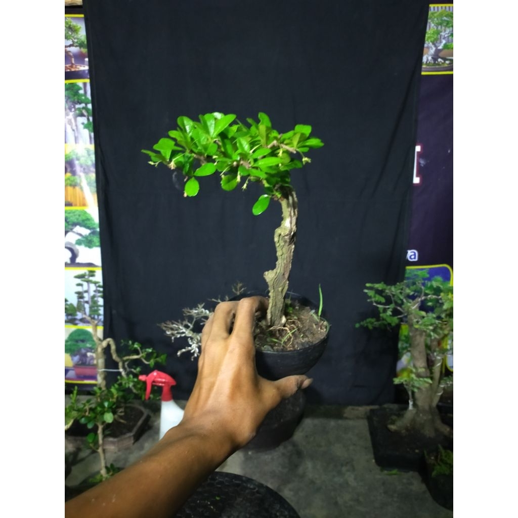 bahan bonsai hokianti