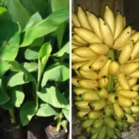 Bibit Pisang Ulin