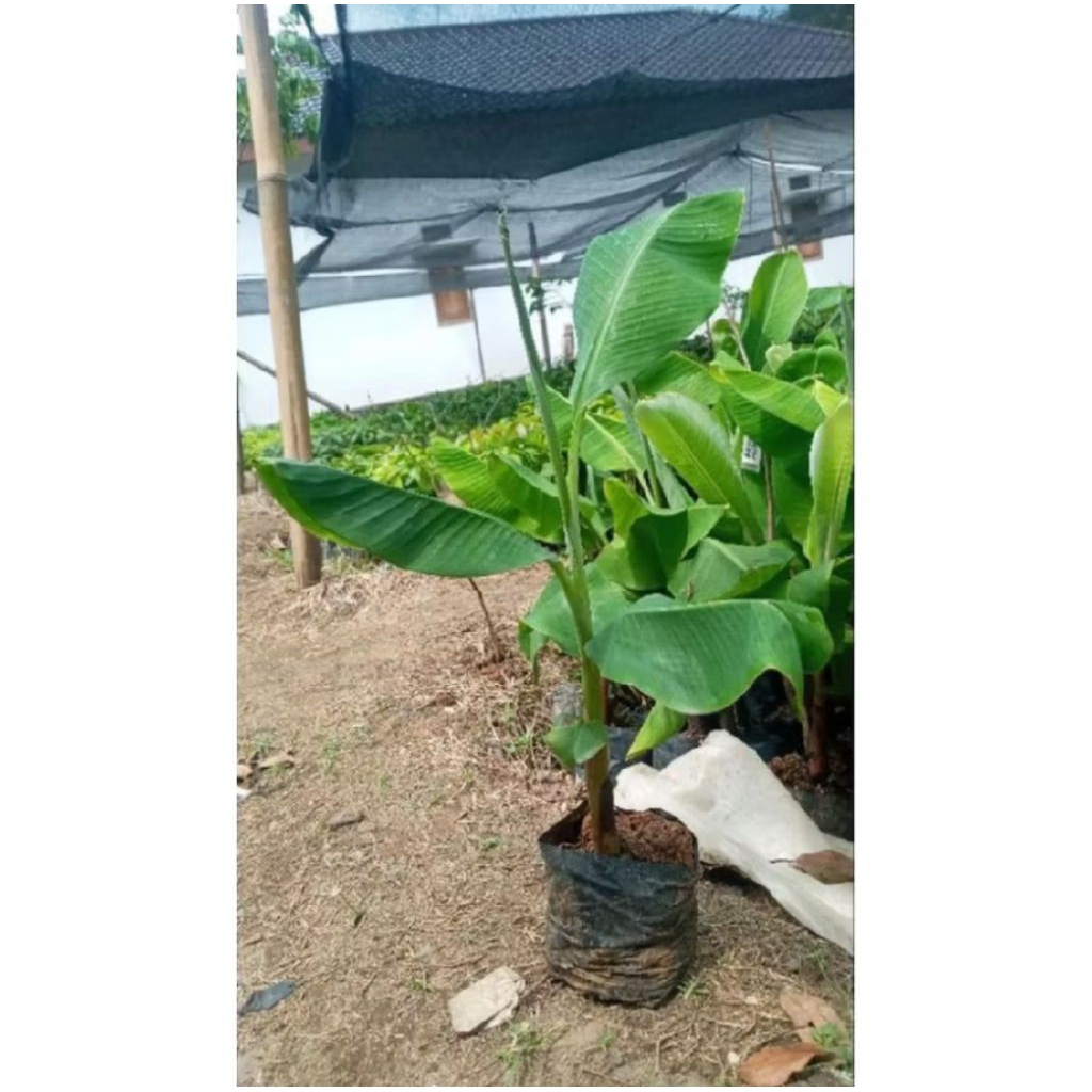 Bibit Unggul Pisang Kepok Papua Siap Tanam Bonggol Besar